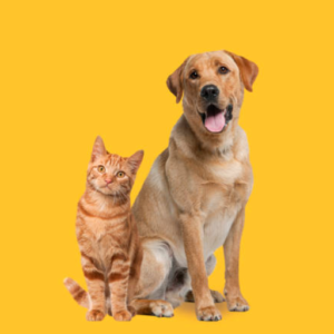 MASCOTAS